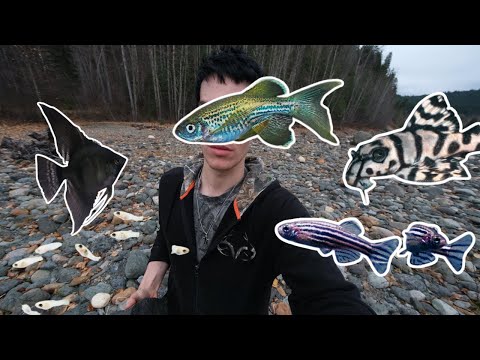 Видео: Я нашёл СОТНИ мальков в ведре! 🐟🎉 + Собираю речные камни! Удивительные природные находки!