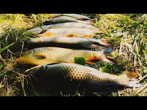 Видео: РЫБАЛКА, КОТОРУЮ НЕ ЗАБЫТЬ!!! РЕКА РАДУЕТ РЫБОЙ! ЖИВУ И РЫБАЧУ НА БЕРЕГУ ВДАЛИ ОТ ГОРОДА!