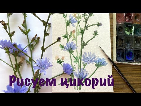 Видео: Рисуем вместе цикорий акварелью