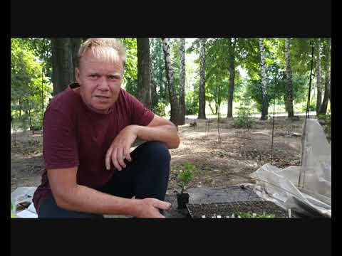 Видео: Размножение рододендронов (главное). 3 часть