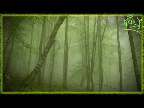 Видео: Лесные птицы Волшебная релаксация от природы