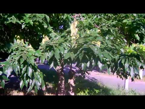 Видео: Новочеркасск.Улица Фрунзе (Часть 2)