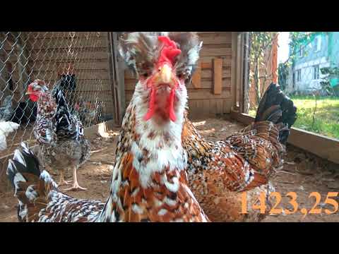 Видео: Выгодно ли держать кур? Я вот посчитала...