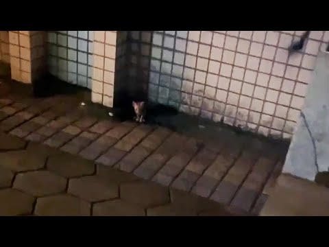 Видео: Если бы он так смело не закричал в тот день, я бы, наверное, его не нашла.