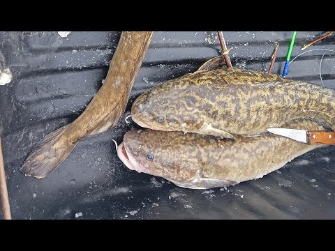 Видео: Ловля налима по 1 льду❄