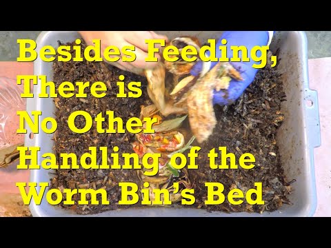 Видео: 178-дневный контейнер для червей Red Wiggler, получаю 16-е кормление и чувствую себя сытым - верм...