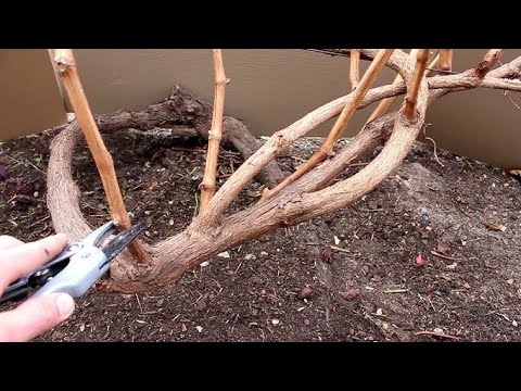 Видео: Жүзімнің жеміс беретін бұтағын қалай білеміз??? #жузим #жүзімкырку