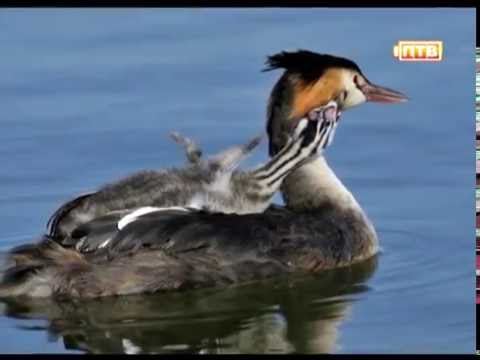 Видео: Староуткинск. Если дома не сидится