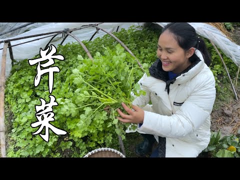Видео: Свежесобранный сельдерей, попробуйте этот метод, семья любит его