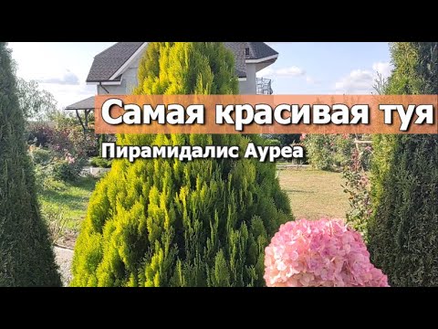 Видео: Самая красивая туя Пирамидалис Ауреа | Найкрасивіша туя Пірамідаліс Аура