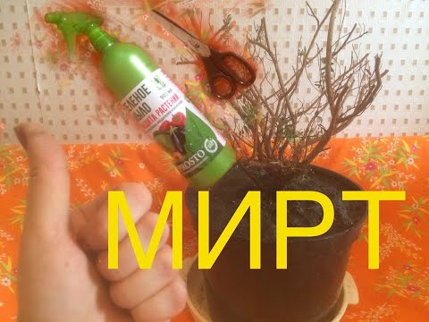 Видео: МИРТ. История одного спасения :)))