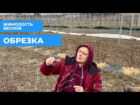 Видео: Обрезка жимолости весной