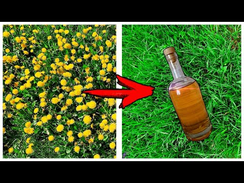 Видео: ВЫ ДОЛЖНЫ ПОПРОБОВАТЬ ЭТО! | ВИНО ИЗ ОДУВАНЧИКОВ