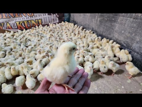 Видео: Ломан сенди, сотувга тайёри якин кунларда элон берамиз#тезкор#бизнес#факт#ферма 