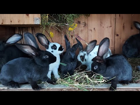 Видео: КРОЛИКИ🐇 ДЕРЕВНЯ⛪ГЕРМАНИЯ