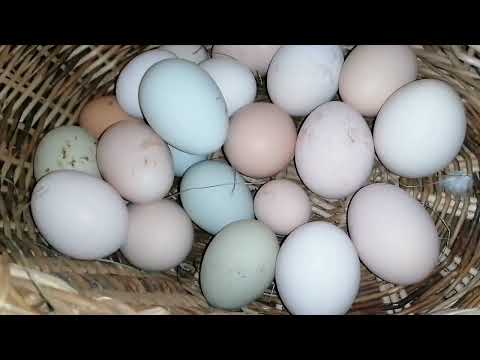 Видео: Кто снёс половинку? 🤔😄