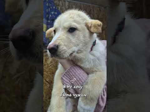 Видео: Подброшенные щенки к столовой 