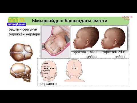 Видео: 8-класс | Биология | Баланын төрөлүшү, өсүшү, өрчүшү
