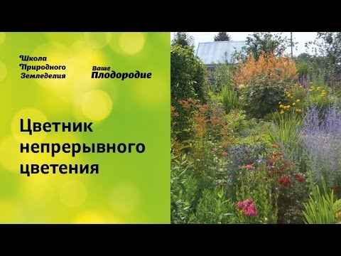 Видео: Цветник непрерывного цветения. Легко и просто