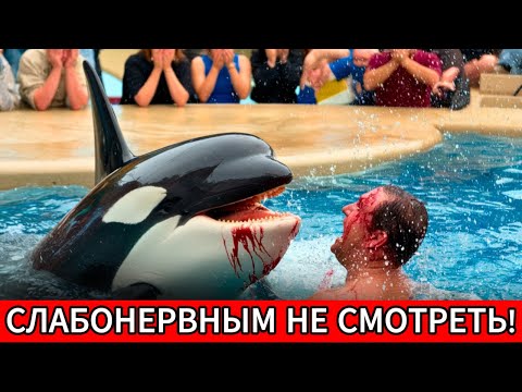 Видео: ПРЯМОЙ ЭФИР: Смерть Сэма Коллинза. Касатка ВЗБЕСИЛАСЬ (Полные кадры)