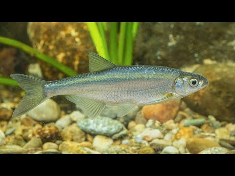 Видео: Реальная рыбалка 2. Уклейка