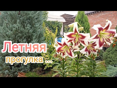 Видео: ОБЗОР сада, летняя прогулка!