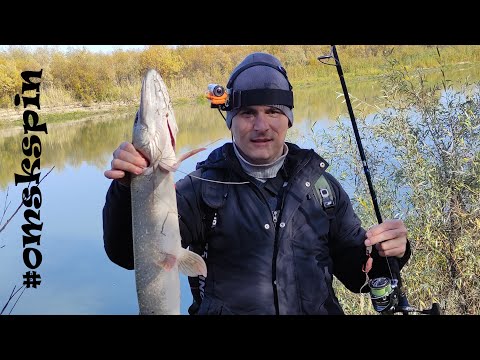 Видео: OmskSpin #104. Вся рыбалка на Иртыше 2023 г. Иртыш мелеет, рыбы нет. #рыбалка #омск #иртыш #сибирь