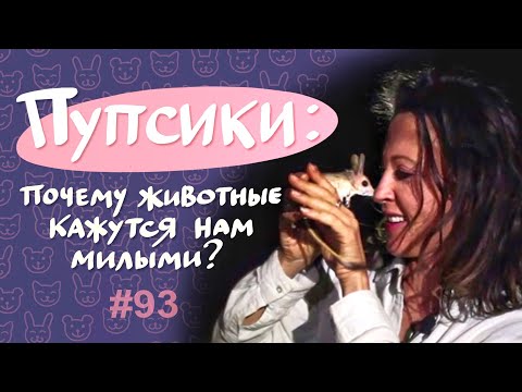 Видео: Пупсики: почему животные кажутся милыми? // Всё как у зверей #93