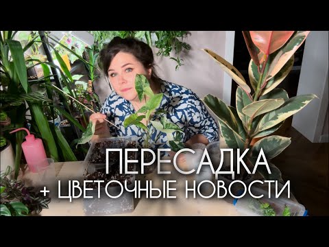 Видео: ПЕРЕСАДКА фикуса, сигнониума и других | ЦВЕТОЧНЫЕ НОВОСТИ