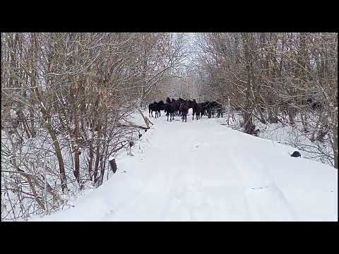 Видео: переводим лошадей на зимнее содержания. пастбищный сезон закрыт