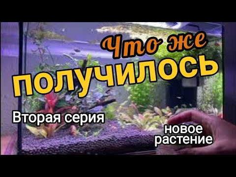 Видео: Что же получилось с аквариума для гуппи #аквариумистика #aquarium