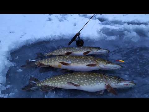 Видео: Такого КЛЁВА я не ожидал на БАЛАНСИР и РАТТЛИНЫ! Зимняя рыбалка 2021.