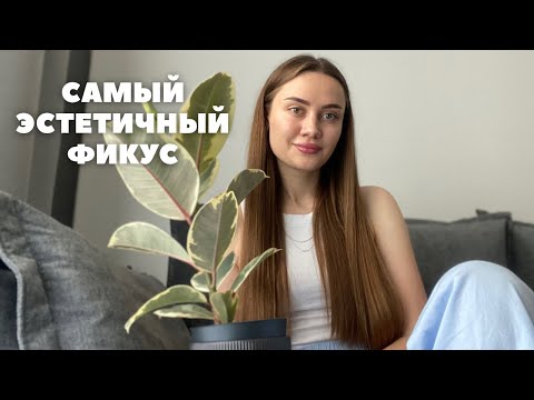 Видео: ФИКУС ТИНЕКЕ || Уход || Почему сохнут края листьев?