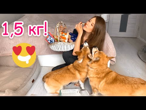 Видео: АЛЛЕРГИЯ на Сэдди? КУПИЛА 1,5 кг ВКУСНЯШЕК для собак! Мега веселый обзор😂