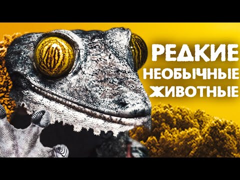 Видео: Уникальные виды, которые можно увидеть или даже купить у нас