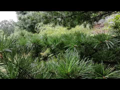 Видео: Сеанс очищения подсознания.