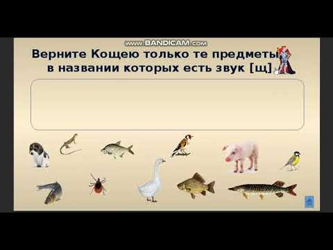 Видео: Сь-Щ Дифференциация звуков. Видеозанятие.