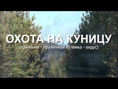 Видео: Охота на куницу.Приманки . Кулёмка . Кидус.