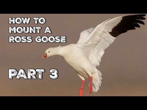 Видео: ТАКСИДЕРМИЯ | КАК ВЕРСТАТЬ В ВОДОПЛАВАЮЩУЮ ПТИЦУ. Ч. 3