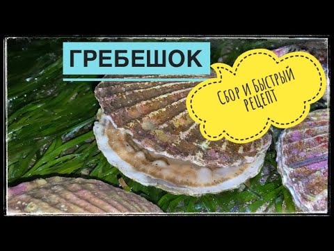 Видео: Сбор и запекание гребешка в ракушке, о. Сахалин