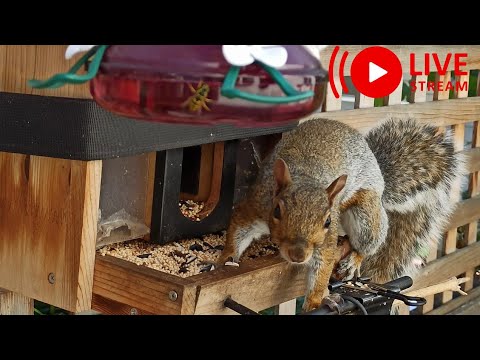 Видео: 🔴🐦🐿️ Годівниця для білок та птахів онлайн #bird #squirrel #feeder #live #cam #nature