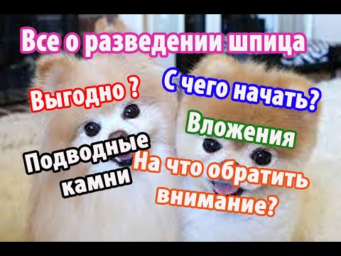 Видео: Все о Разведении Померанского Шпица. Ответы на вопросы о разведении померанского шпица.