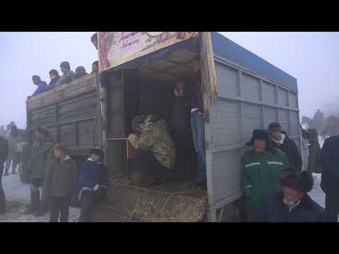 Видео: Қасқасу көкпар Батырұлы Жорабек ақсакал 70 жас