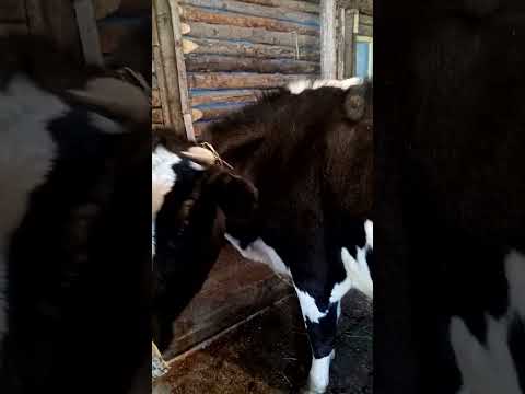 Видео: сколько молока даёт мне голштина после третьего отела.