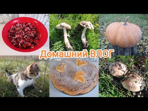 Видео: Домашний ВЛОГ. Тыква снова в деле. Загадочные грибы 