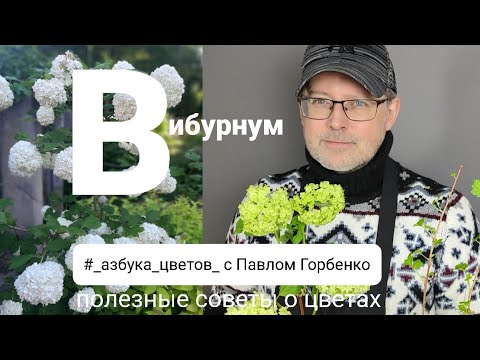 Видео: Вибурнум. Полезные советы о цветах