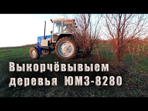 Видео: Выкорчевываем с поля деревья ЮМЗ-8280