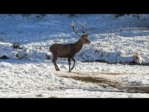 Видео: Зимно фотосафари сред дивата природа в Западните Родопи