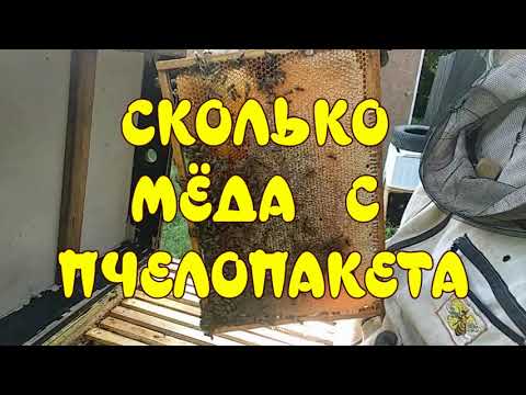 Видео: СКОЛЬКО МЕДА МОЖНО СКАЧАТЬ С ПЧЕЛОПАКЕТА