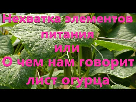 Видео: Как определить нехватку элементов по листу